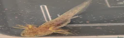 Axolotl reptiles for sale: Beautiful clutch of baby hypo Axolotls  - Advert 18