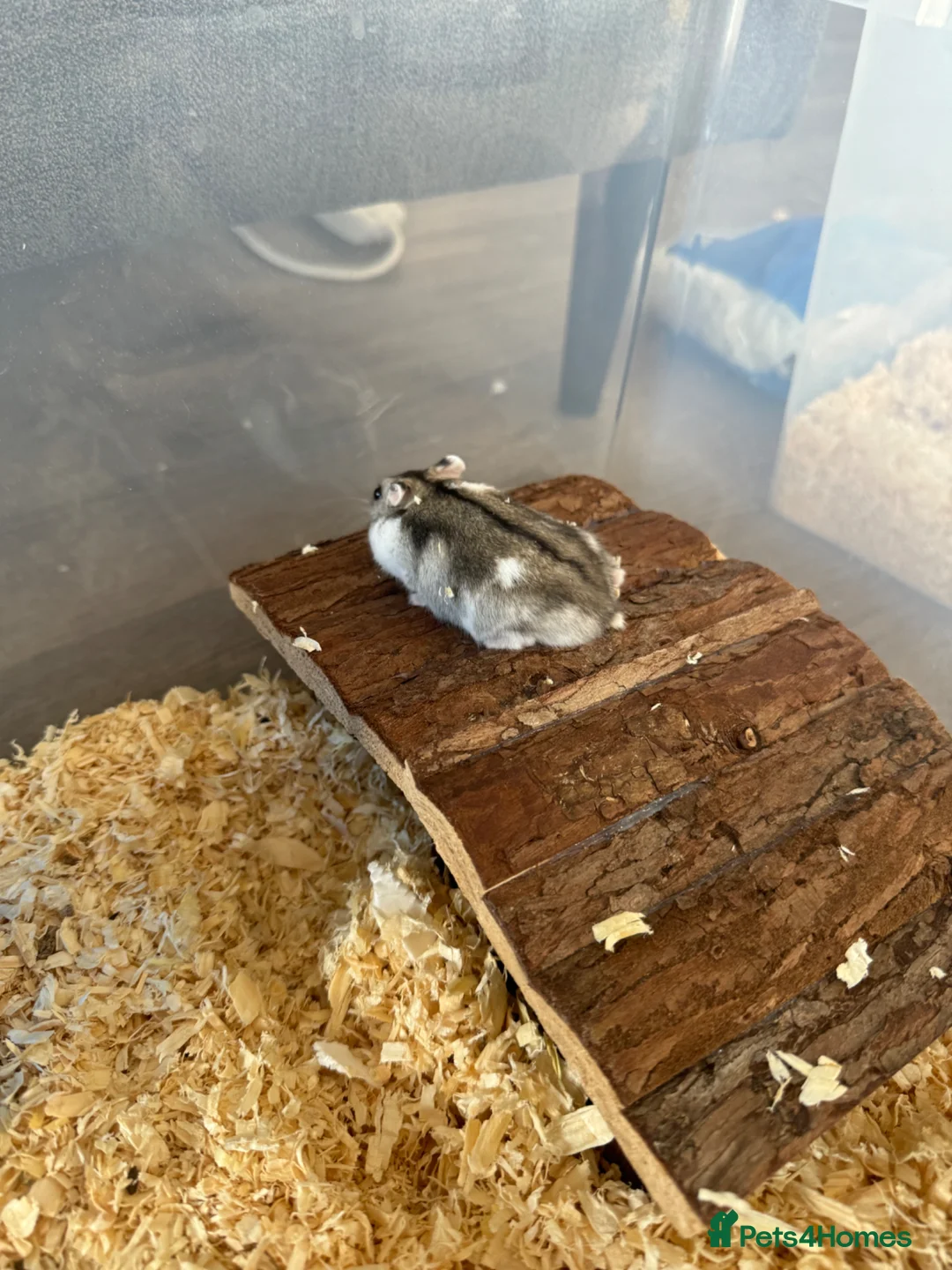 Hamster rodents for sale: Russia Hamster dwarf in Nottingham - Advert 1