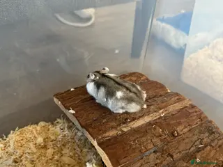 Hamster rodents Russia Hamster dwarf - Advert 2