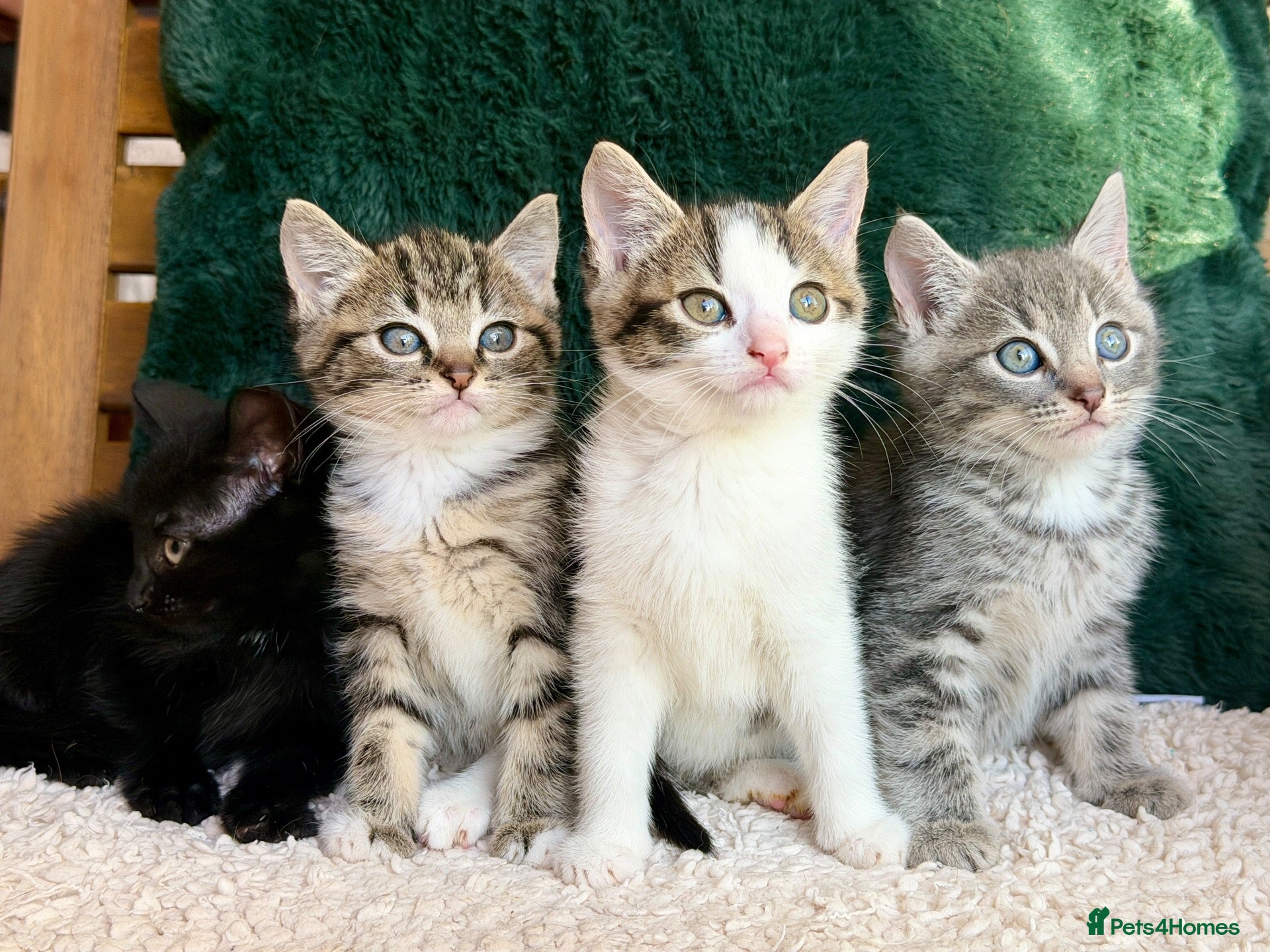 Turkish Angora cats for sale: 🐾 Unique Turkish Angora x Bengal Mix Kittens 🐾 - Advert 2