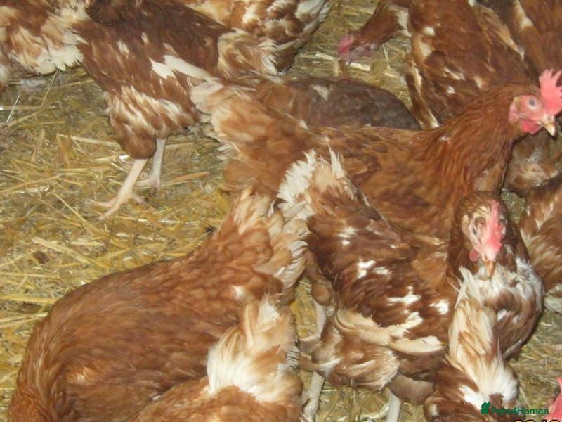 Chickens poultry Rescued Chickens/Egg laying Hens £6 each 5 for £25 - Advert 1