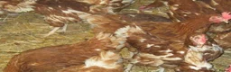 Chickens poultry for sale: Rescued Chickens/Egg laying Hens £6 each 5 for £25 in Henley-on-Thames - Advert 1