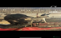 Border Collie dogs for sale: 2 dog pups for sale  - Image 6