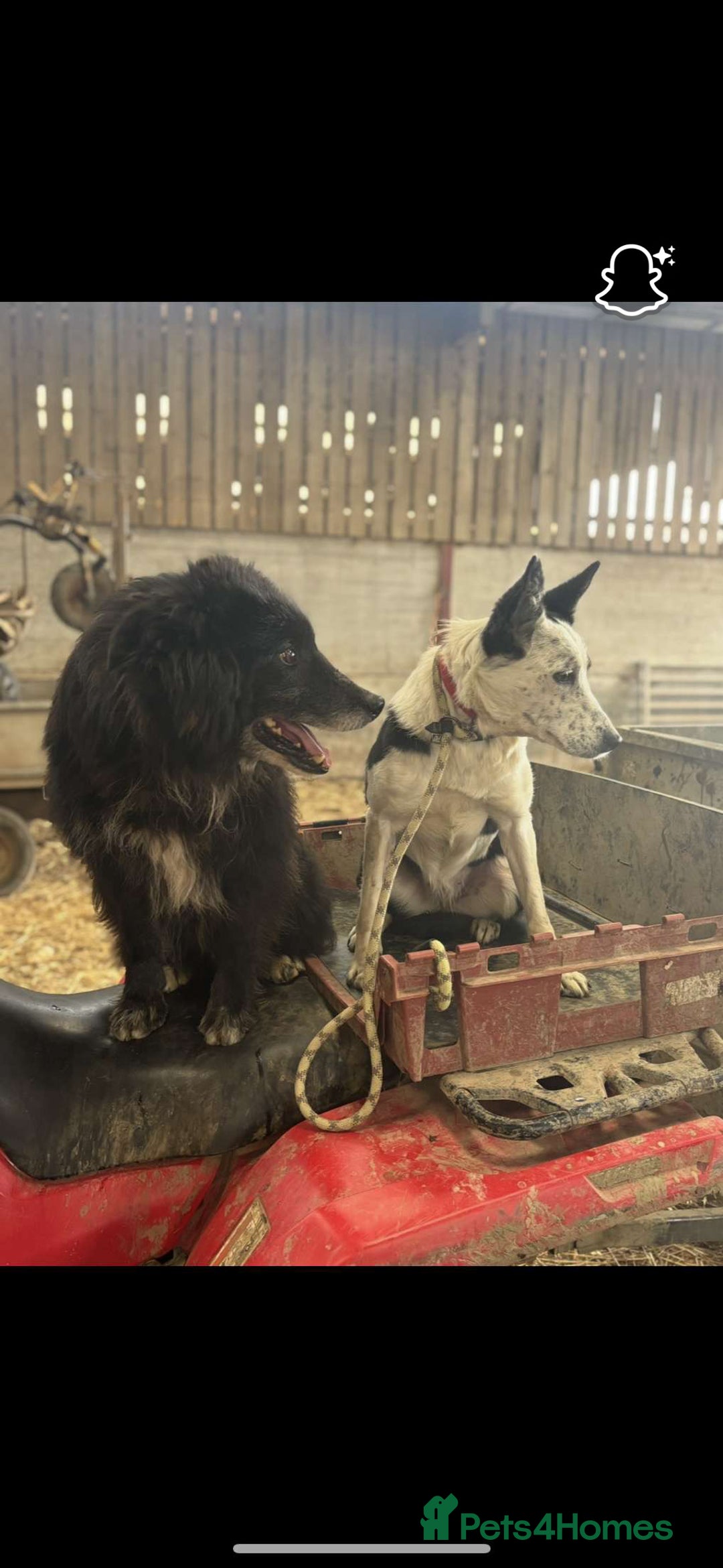 Border Collie dogs for sale: 2 dog pups for sale  - Image 6