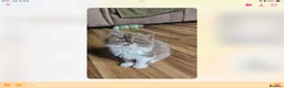 British Shorthair cats for sale: GCCF reg British kittens  - Advert 18