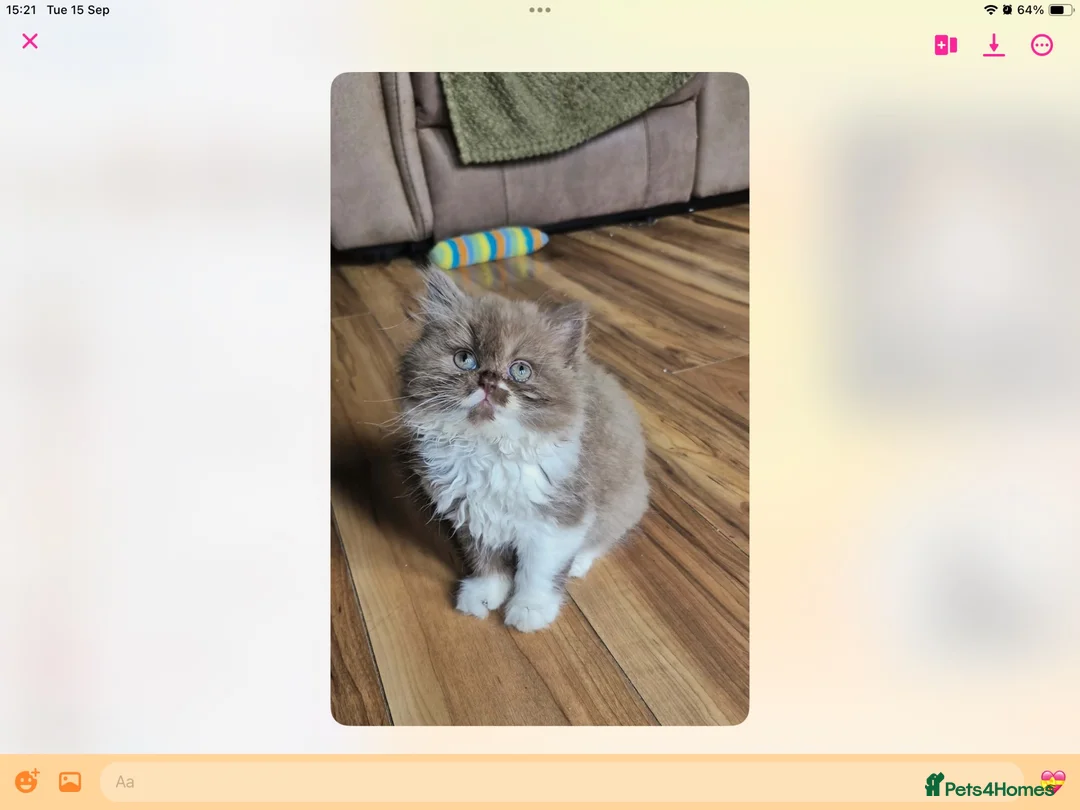 British Shorthair cats for sale: GCCF reg British kittens  - Advert 18