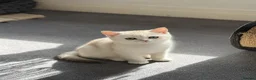 Scottish Fold cats for sale: SCOTISH STRAIGHT FEMALS KITTENS - Advert 4