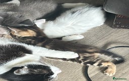 Mixed Breed cats for sale: 4 beautiful kittens looking for forever homes - Image 8