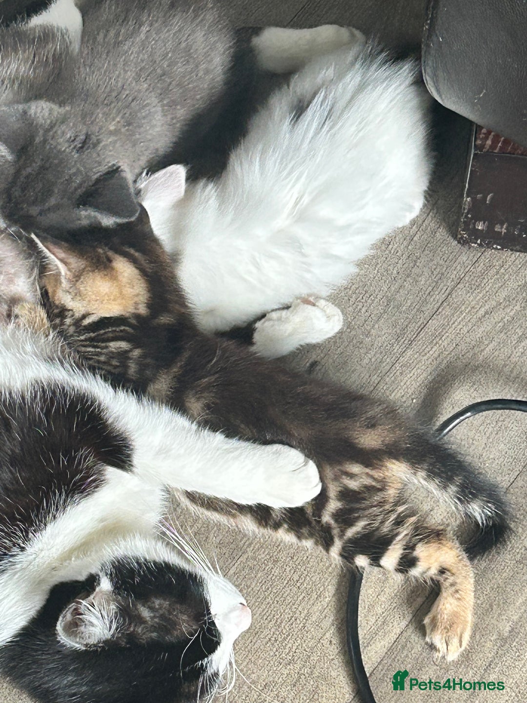 Mixed Breed cats for sale: 4 beautiful kittens looking for forever homes - Image 8