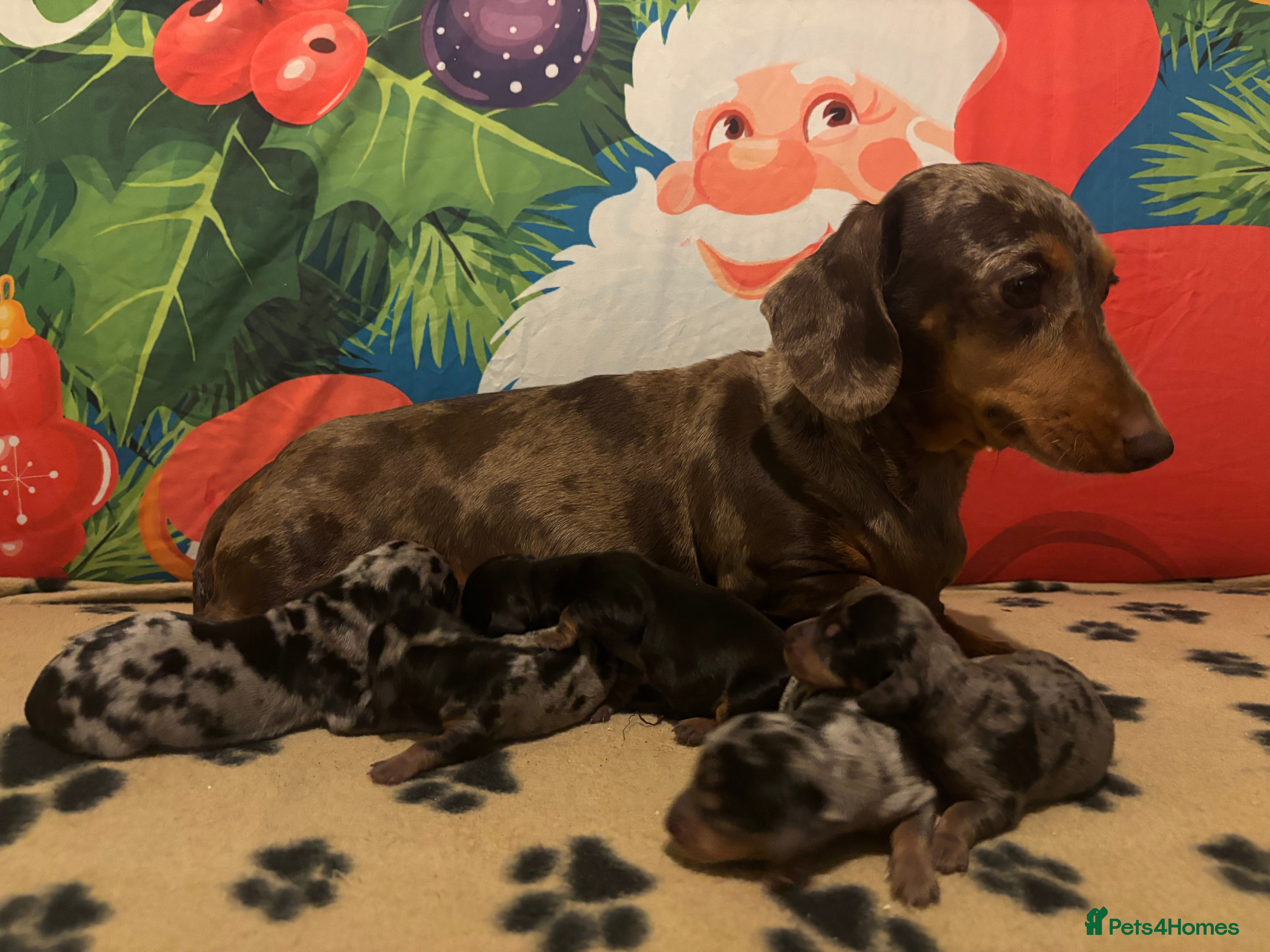Miniature Dachshund dogs Miniature Dacshhund puppy available - Advert 2