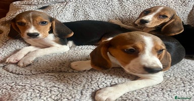Beagle dogs - Advert 3