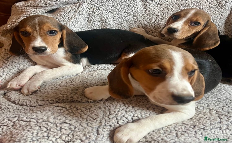 Beagle dogs - Advert 1