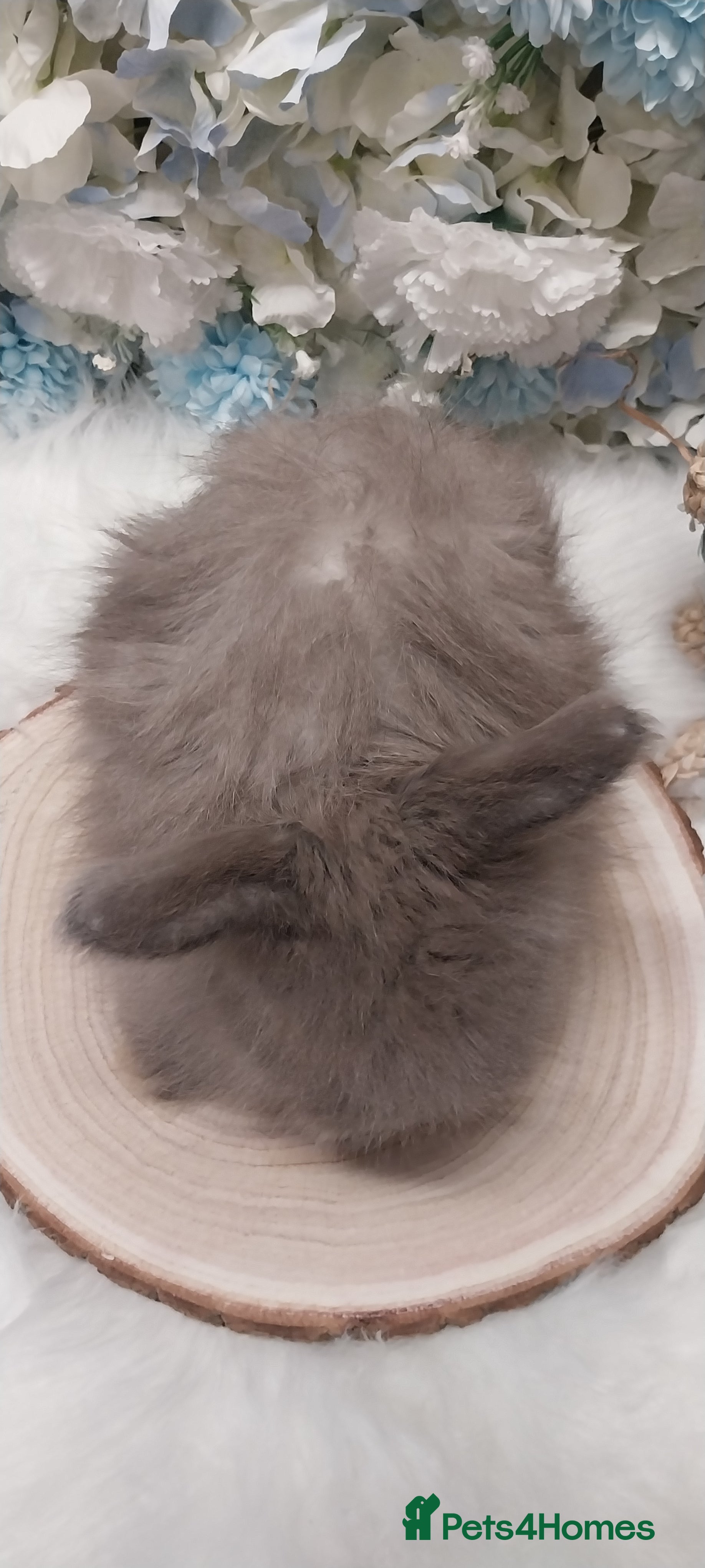 Angora rabbits 4 Beautiful Full faced Angoras Boys  - Advert 4