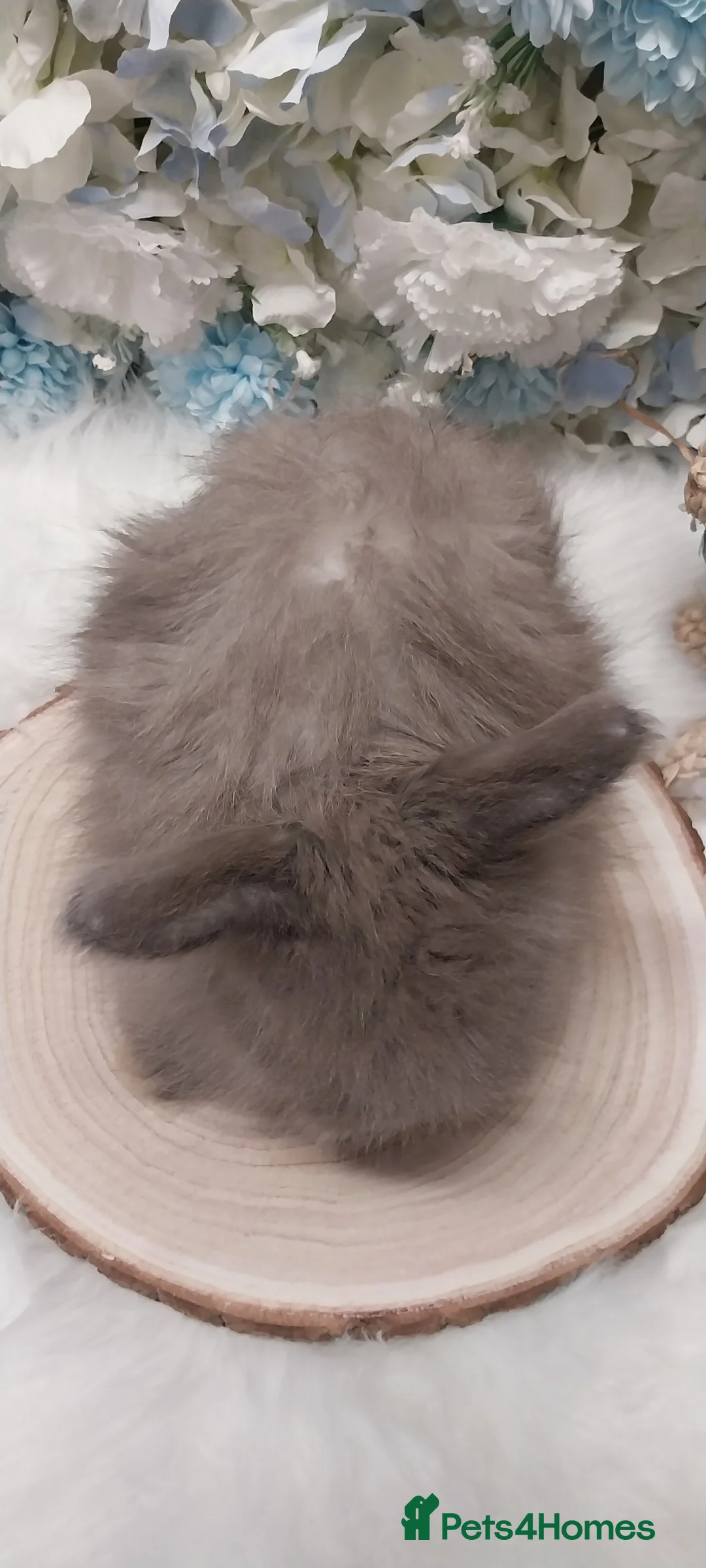 Angora rabbits for sale: 4 Beautiful Full faced Angoras Boys  - Advert 1