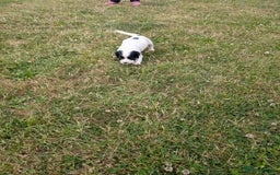English Springer Spaniel dogs for sale: 8week old springer spaniels - Image 13