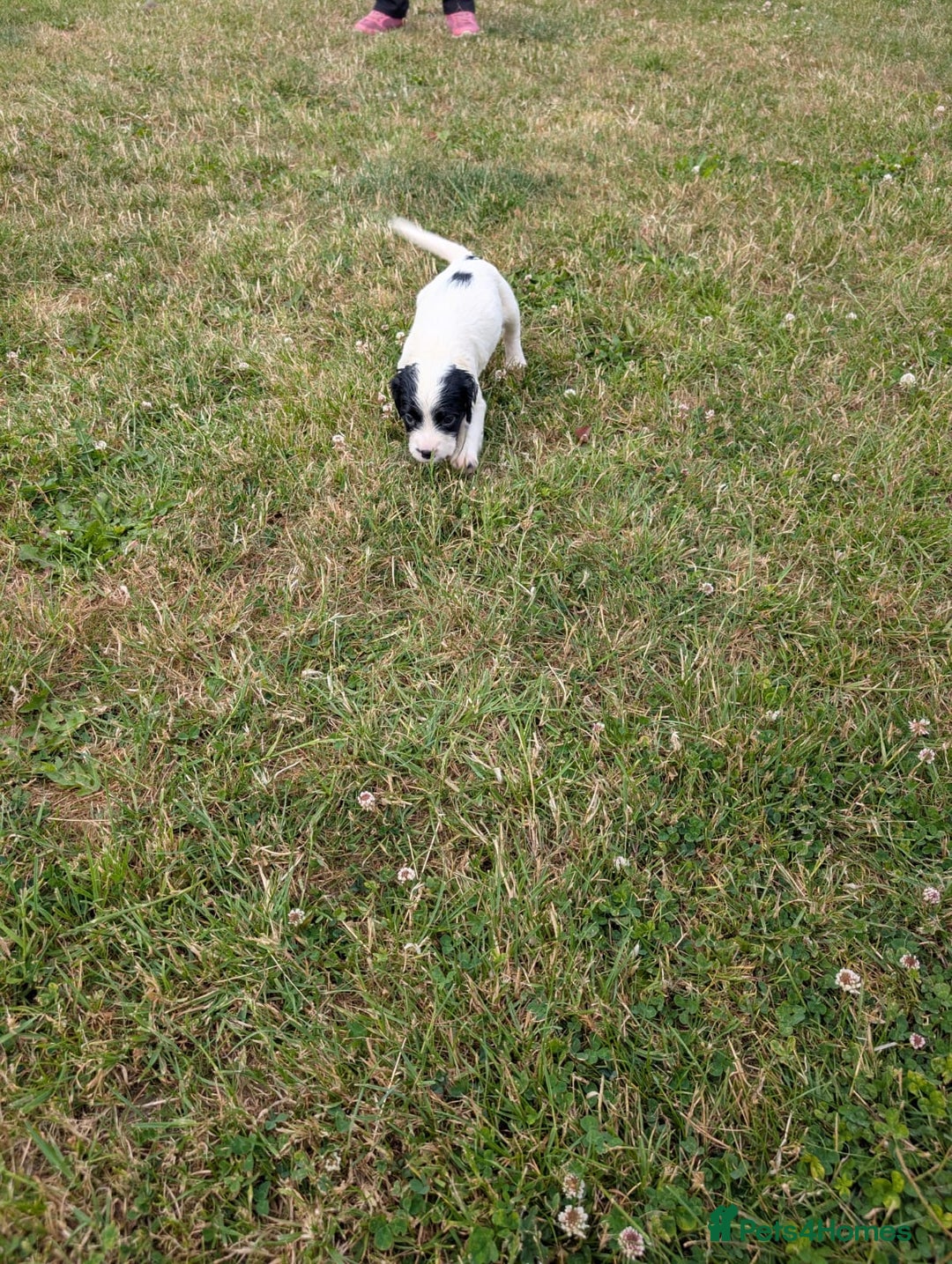 English Springer Spaniel dogs for sale: 8week old springer spaniels - Image 13