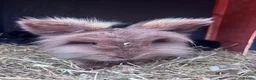 Lionhead rabbits for sale: Six baby lion heads for Sale ready now  - Advert 8
