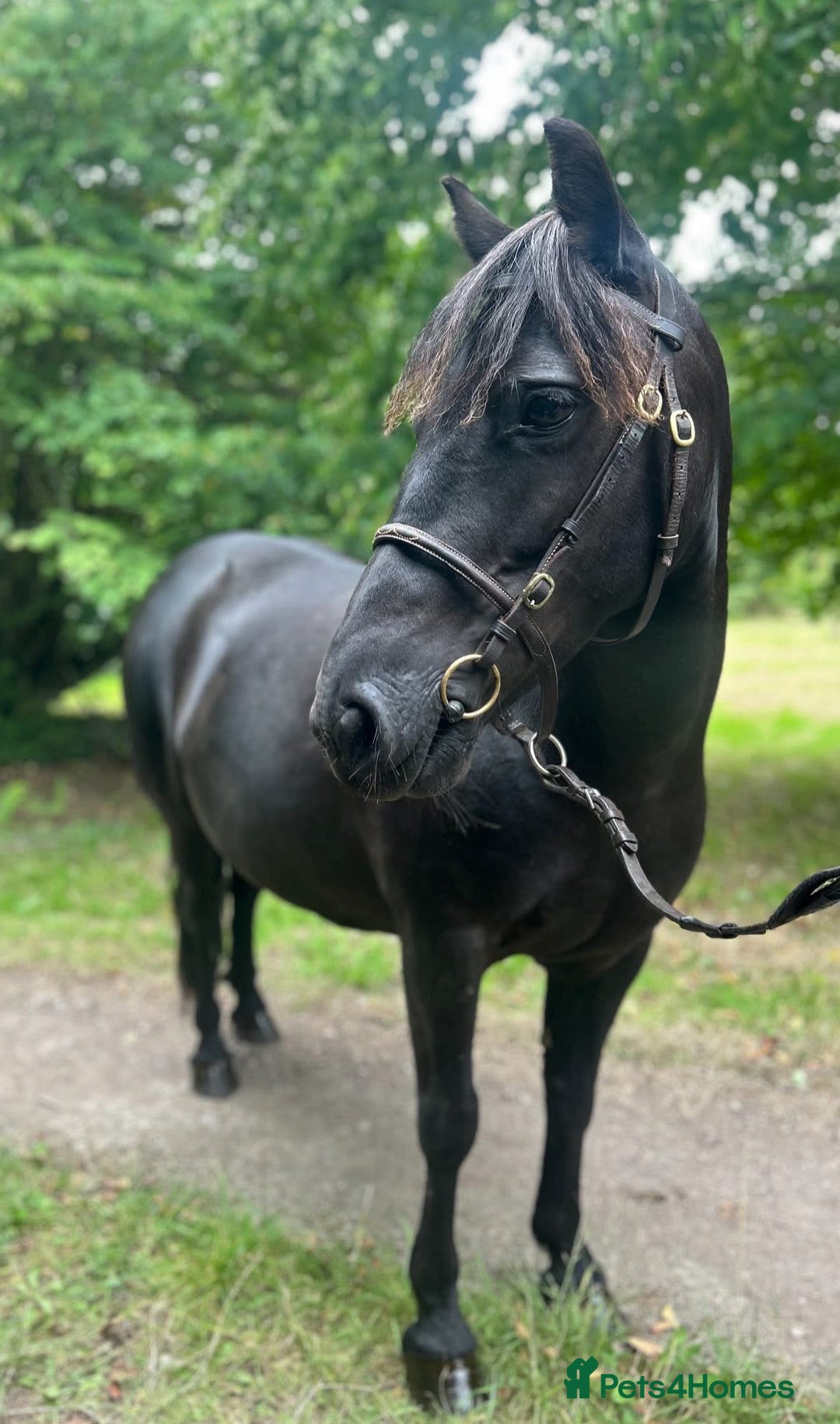 Dartmoor horses for sale: Jezamine ( jazz ) mothers dream!! - Advert 2