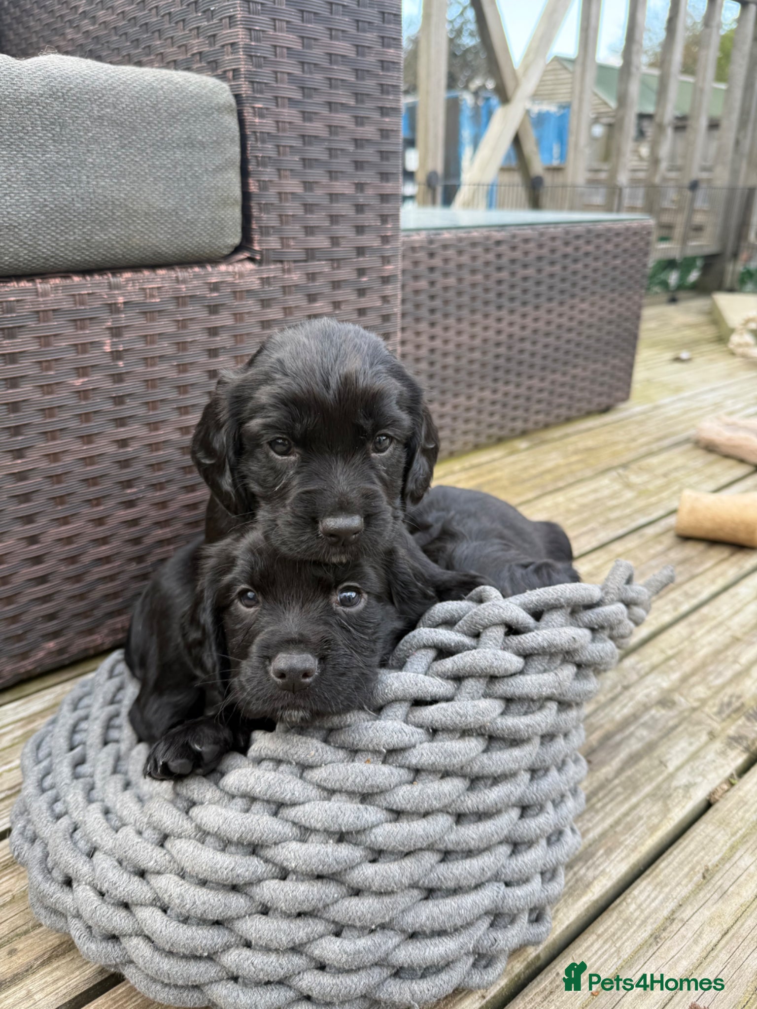 Sprocker dogs Black Sprocker Spaniel Puppies – Working Parents - Advert 2