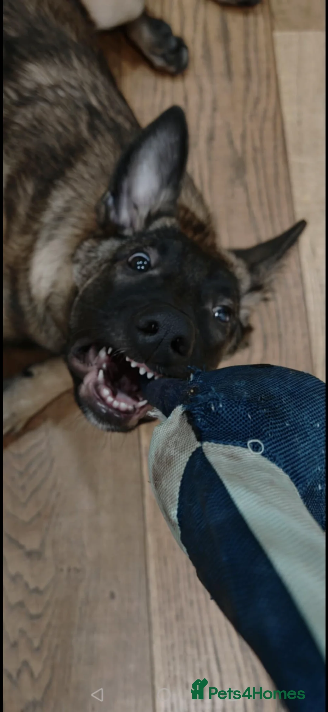 Belgian Shepherd Dog dogs for sale: Malinios male puppy in Barnoldswick - Advert 9