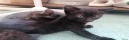 Domestic Shorthair cats for sale: 3 adorable kittens for sale  - Advert 25