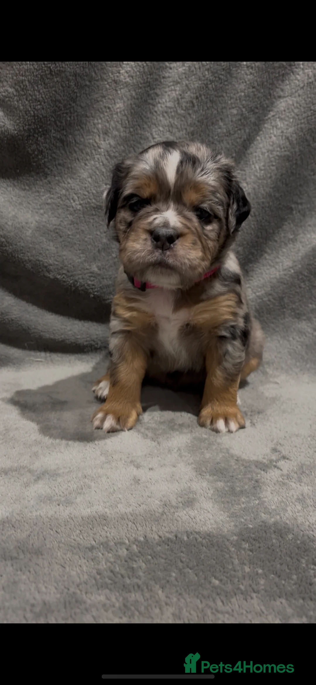 Olde English Bulldogge dogs for sale: Olde english ‘mammut’ bulldog  - Advert 2
