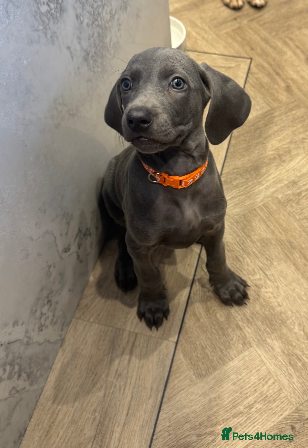 Weimaraner dogs for sale: 🐾 KC Weimaraners, ready now 🐾  - Advert 25