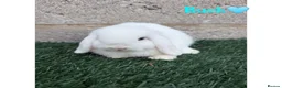 Mini Lop rabbits for sale: Pure breed mini lops bucks  - Advert 5