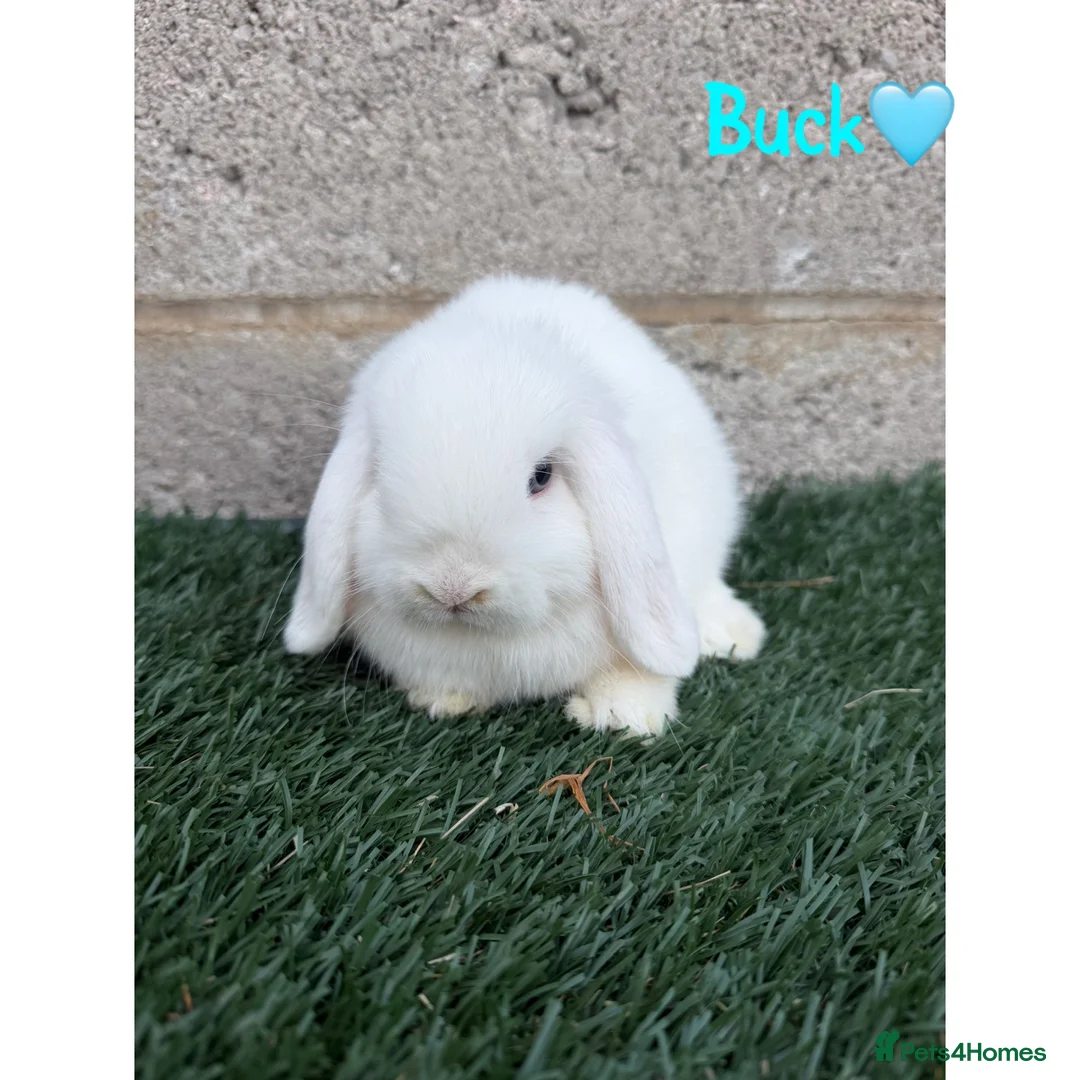 Mini Lop rabbits for sale: Pure breed mini lops bucks  - Advert 5