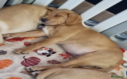 Mixed Breed dogs for sale: Labrador Cross Pups - Image 32