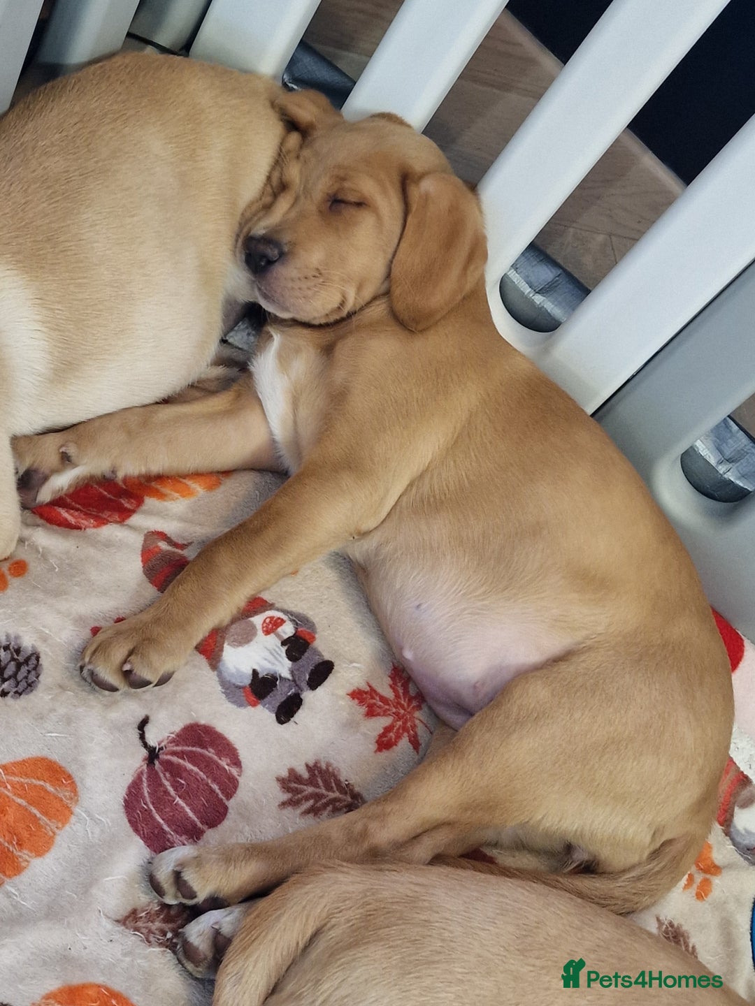 Mixed Breed dogs for sale: Labrador Cross Pups - Image 32