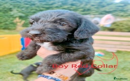 Mixed Breed dogs for sale: Cockapoo/Parsons Russell Pups - Image 6