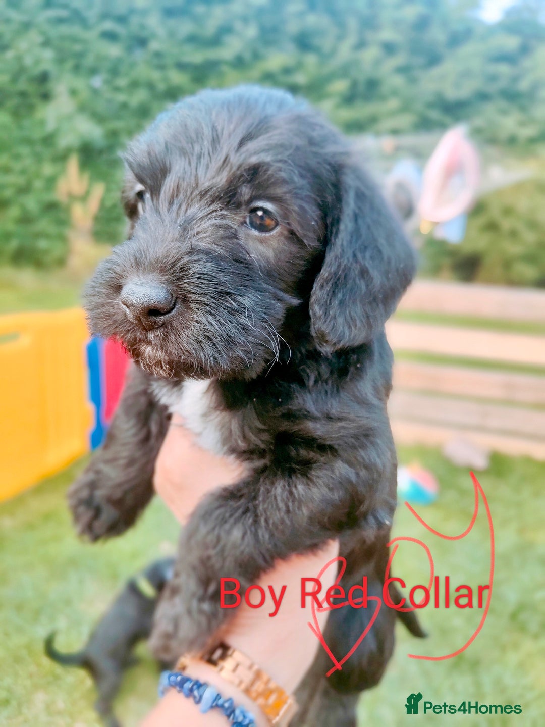 Mixed Breed dogs for sale: Cockapoo/Parsons Russell Pups - Image 6