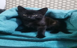 Domestic Shorthair cats for sale: Adorable little black panther 🖤☺️ - Image 2