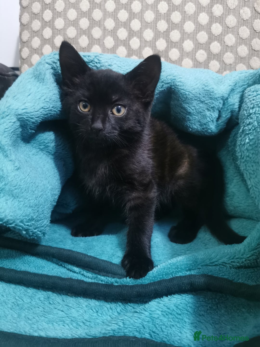 Domestic Shorthair cats for sale: Adorable little black panther 🖤☺️ - Image 2