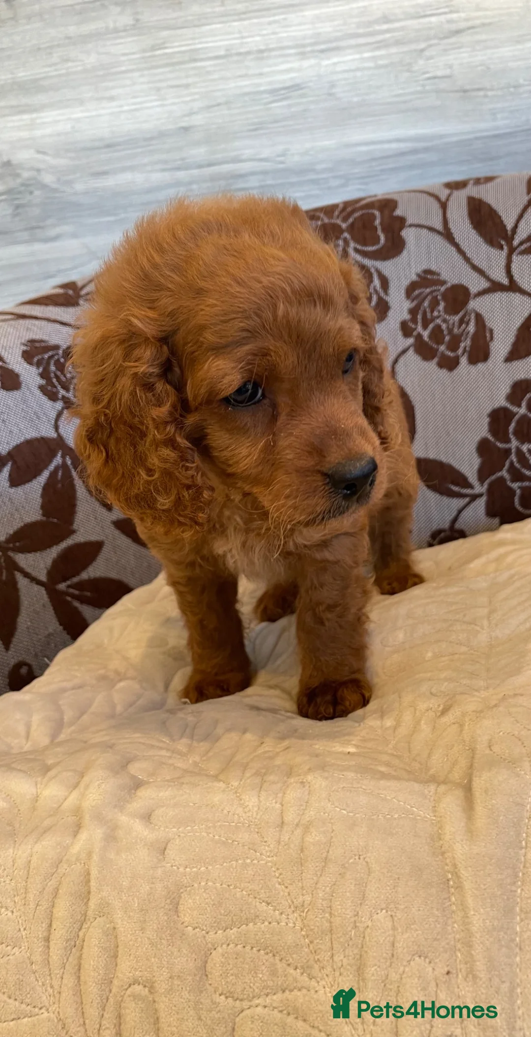 Cockapoo dogs for sale: COCKAPOO PUPS - Advert 6