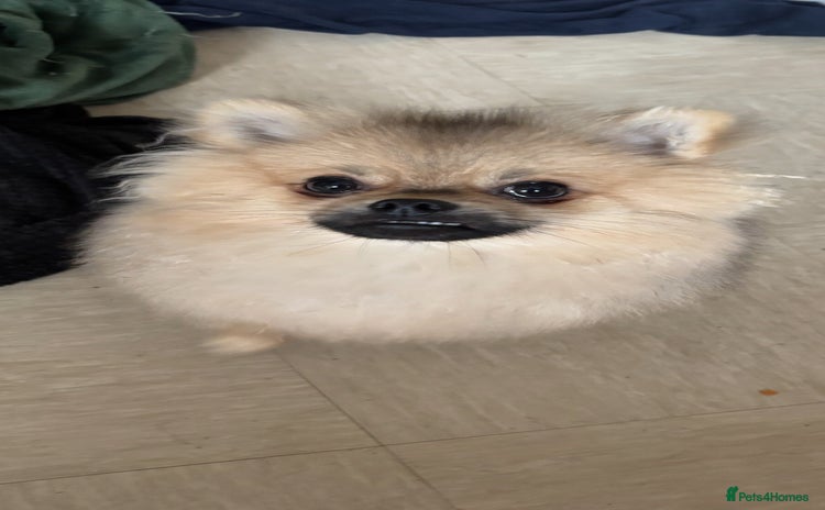 Pomeranian dogs in Tipton - Advert 7