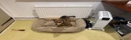 Mixed Breed dogs for sale: Tella  - Advert 9