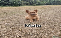 Mixed Breed dogs for sale: Chocolate frenchie X Chow carrying pink  - Image 11