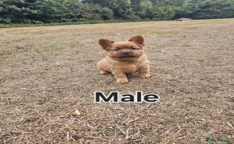 Mixed Breed dogs - Advert 1