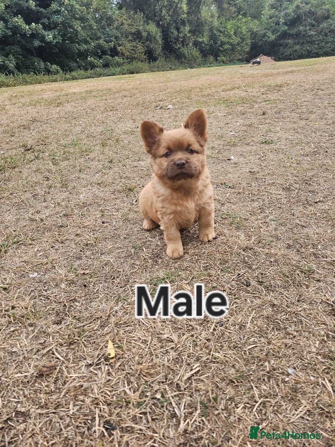 Mixed Breed dogs for sale: Chocolate frenchie X Chow carrying pink  - Image 11
