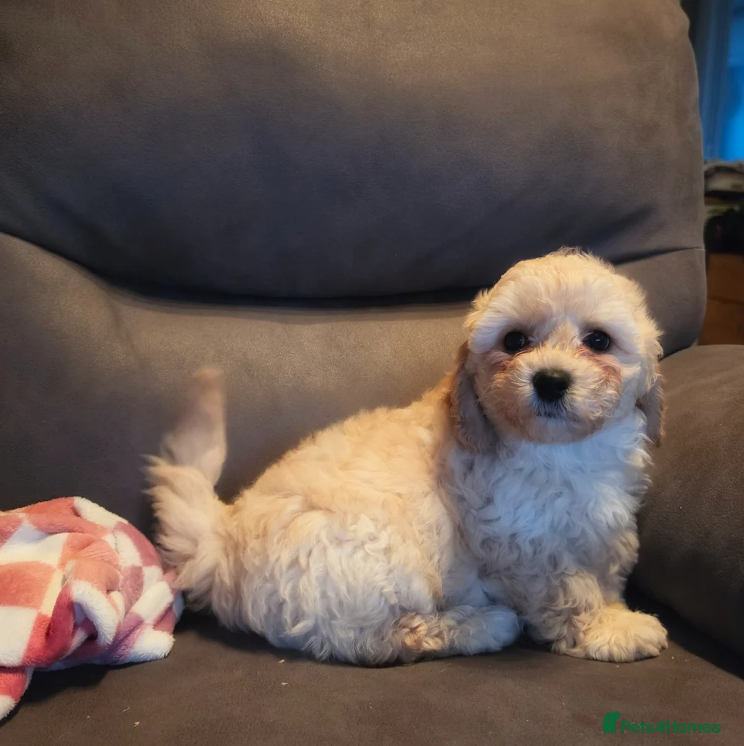 Cavapoochon dogs for sale: 1 Beautiful Cavapoochon Boy left💙READY NOW! - Advert 1