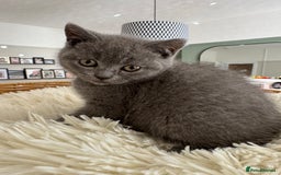 British Shorthair cats for sale: British blue short hair - Image 3
