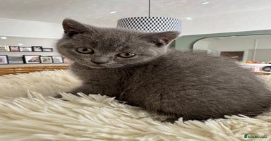 British Shorthair cats - Advert 1