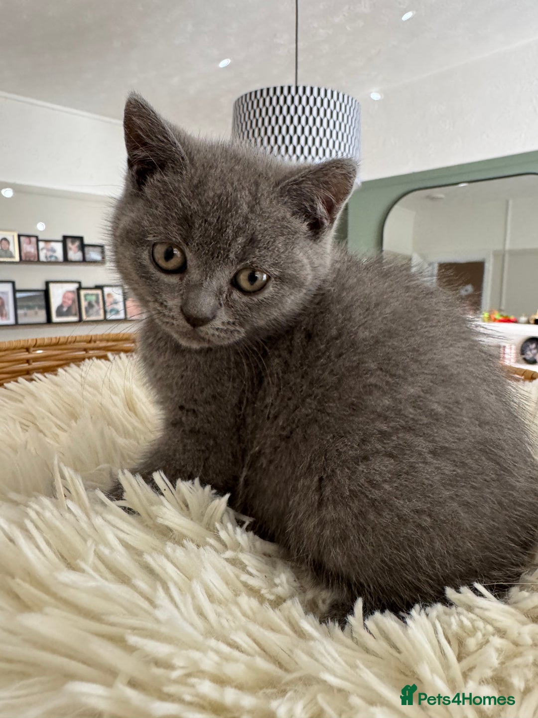 British Shorthair cats for sale: British blue short hair - Image 3