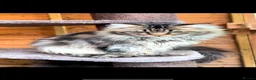 American Curl cats for sale: American curl kittens rare breed ready now - Advert 14