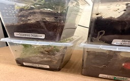 Tarantulas invertebrates for sale: 6 unsexed arboreal slings 3cm ish - Image 2