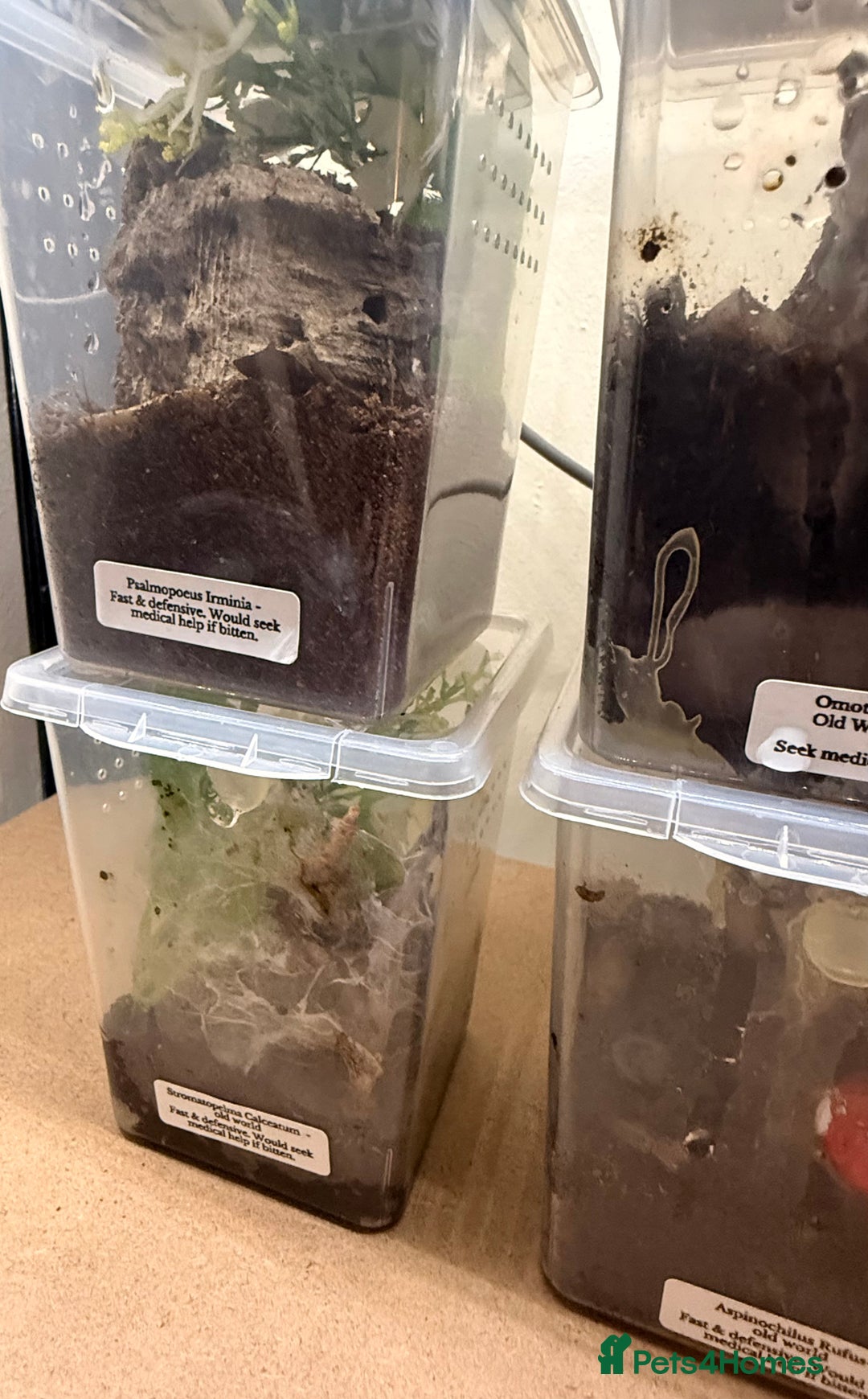 Tarantulas invertebrates for sale: 6 unsexed arboreal slings 3cm ish - Image 2