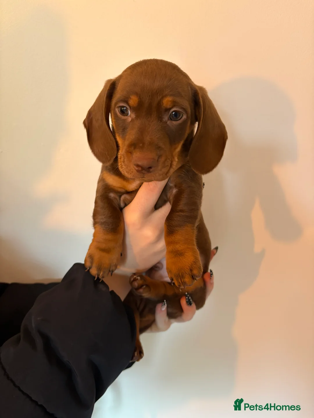 Miniature Dachshund dogs for sale: Perfect Miniature Dacshunds London/Kent - Advert 12