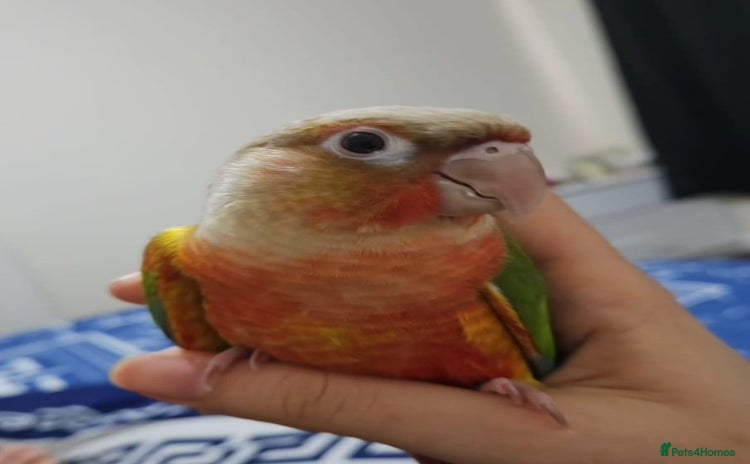 Conures birds - Advert 1
